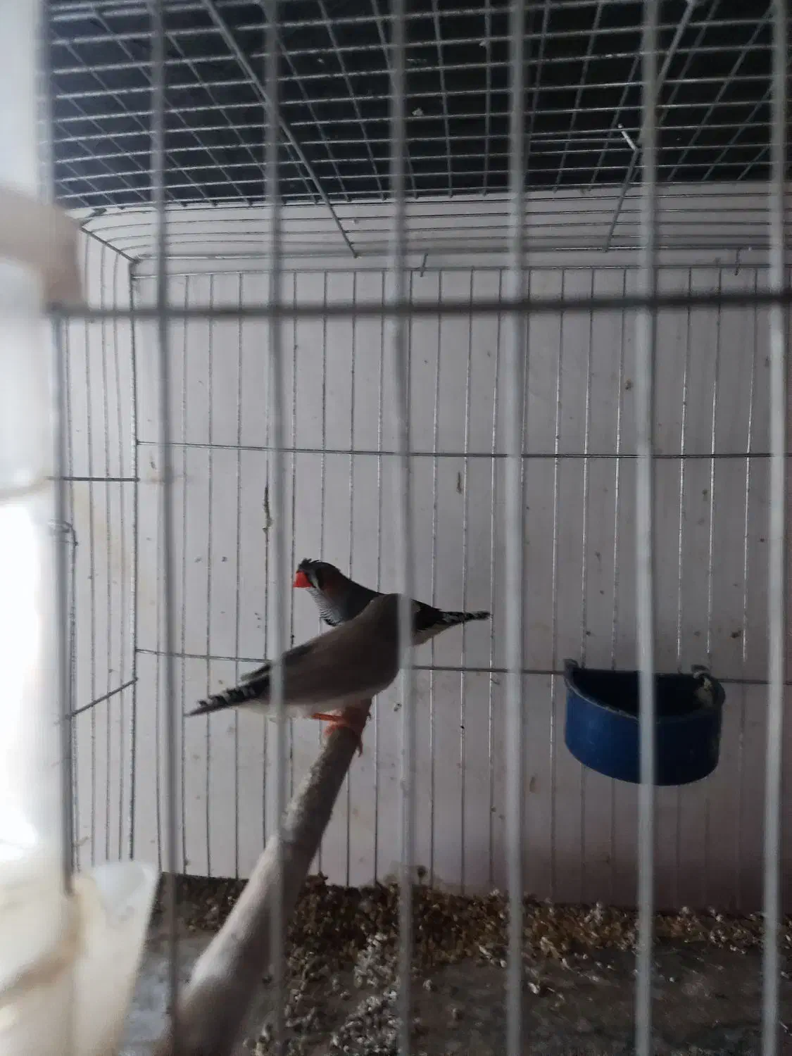 فنچ کلایی|پرنده|کرمان, |دیوار