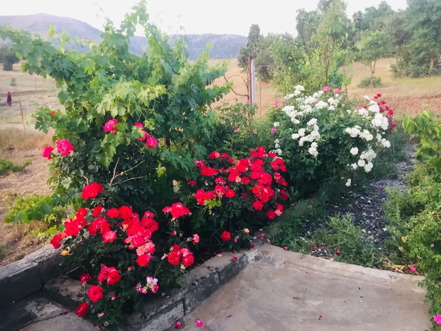 خانه باغ|فروش خانه و ویلا|بانه, |دیوار