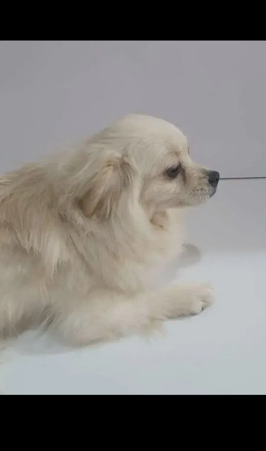 سگ فروشی واکسن همه چیزاشم اوکی هستن با کل وسایل|سگ|ایذه, |دیوار