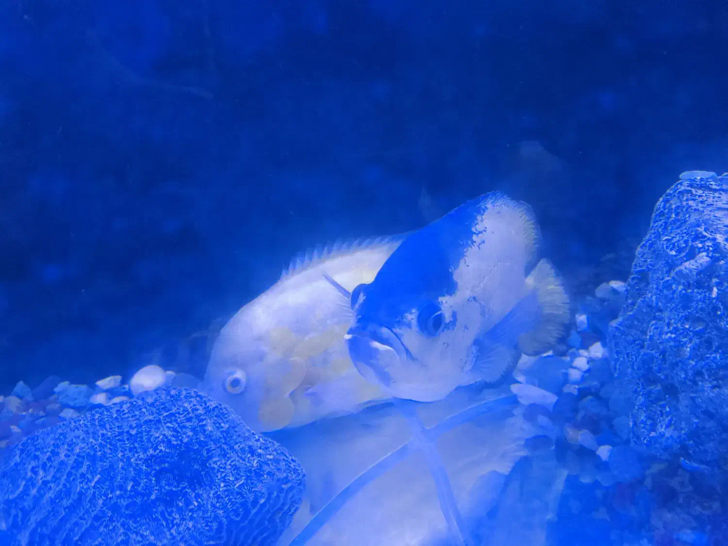 اسکار جفت مولد|ماهی|کرمان, |دیوار