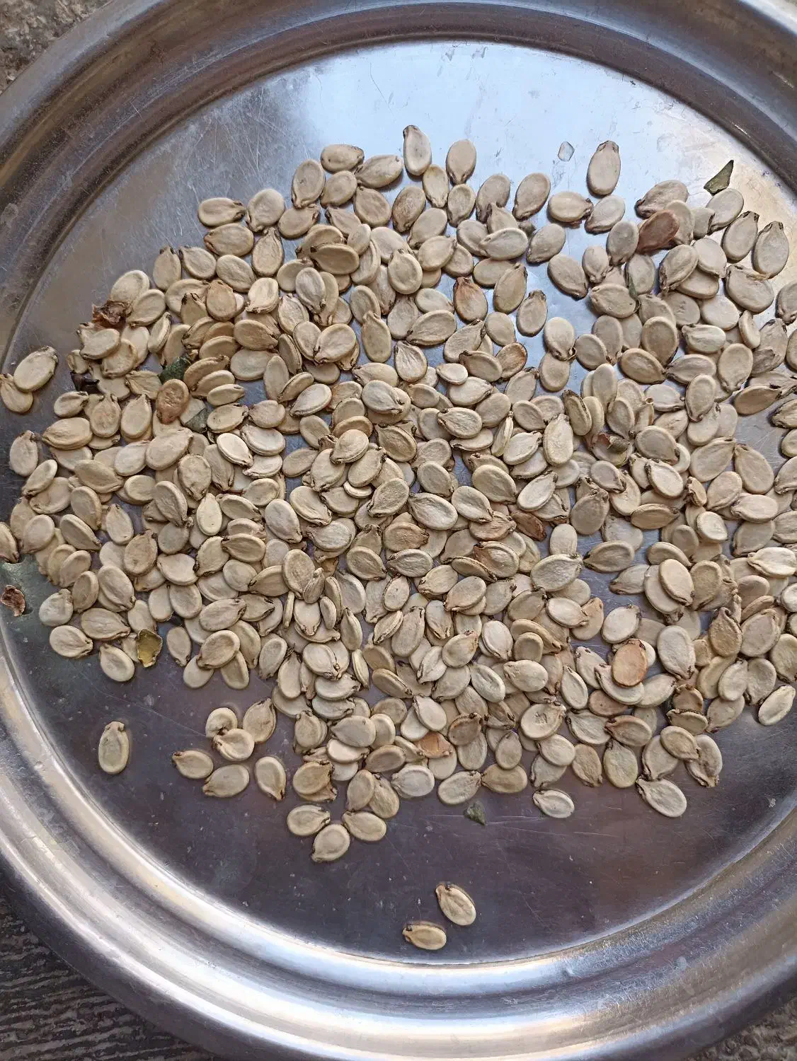 تخمه هندوانه کدویی|عمدهفروشی|مراوه, |دیوار