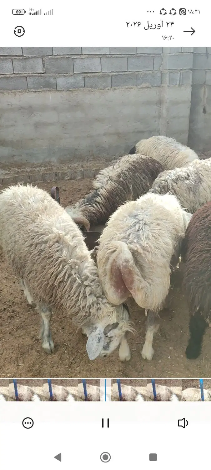 بره|حیوانات مزرعه|کردیان, |دیوار