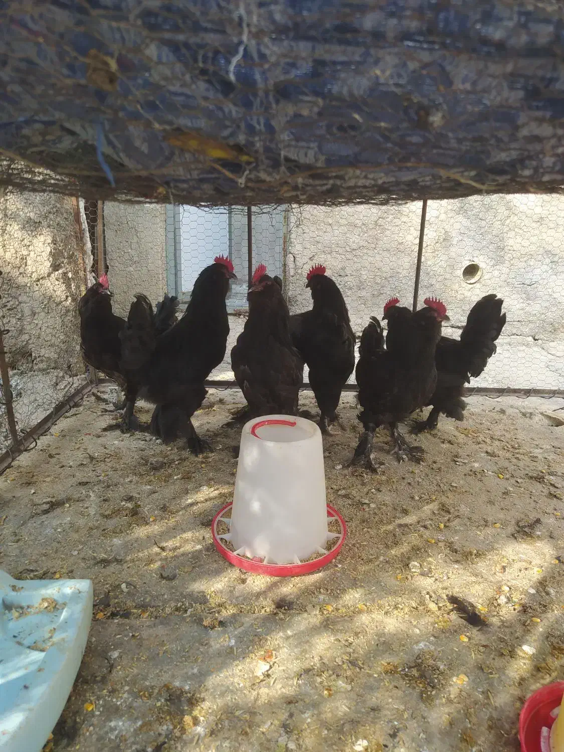 فروش جوجه خروس مرندی|حیوانات مزرعه|کوهنجان, |دیوار