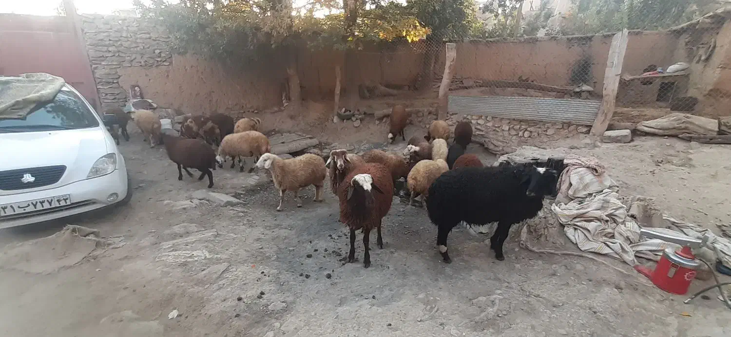 ۲۰ راس بره نر و ماده|حیوانات مزرعه|بوئین و میاندشت, |دیوار