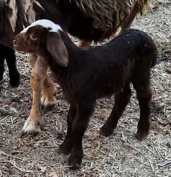بره شیری|حیوانات مزرعه|خمینی‌شهر, |دیوار