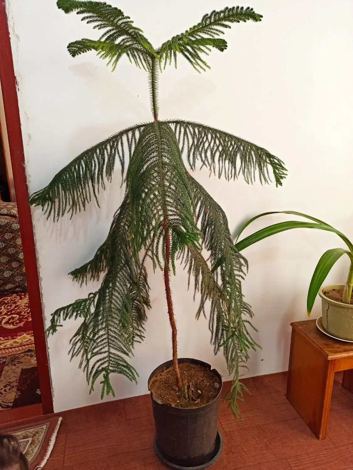 گل کاج مطبق|گل و گیاه طبیعی|قره ضیاالدین, |دیوار