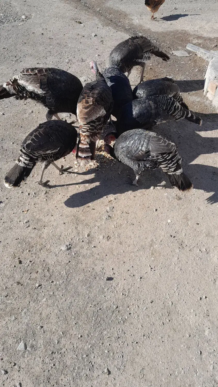 بوقلمون وغاز طبیعی|حیوانات مزرعه|ارشق, |دیوار