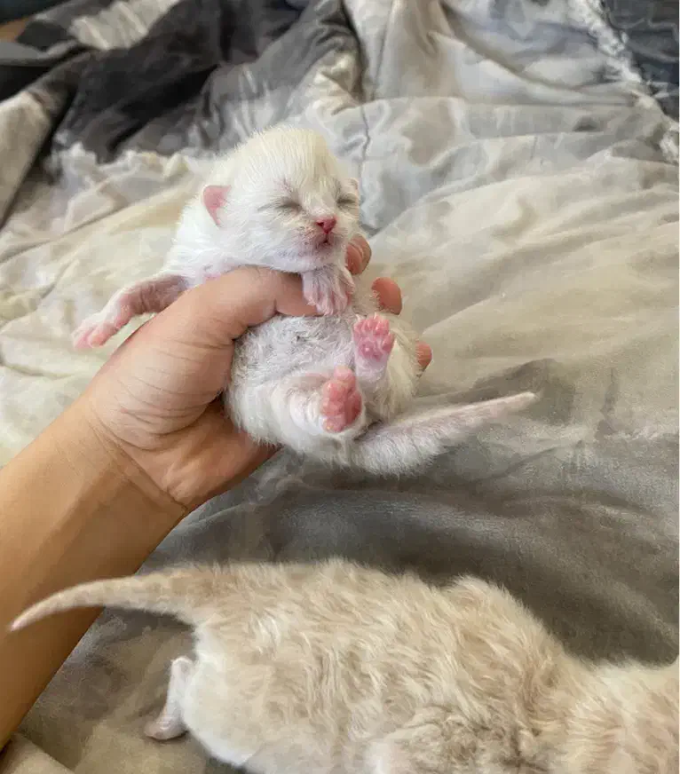 گربه نر (جفت گیری)|گربه|زنجان, |دیوار