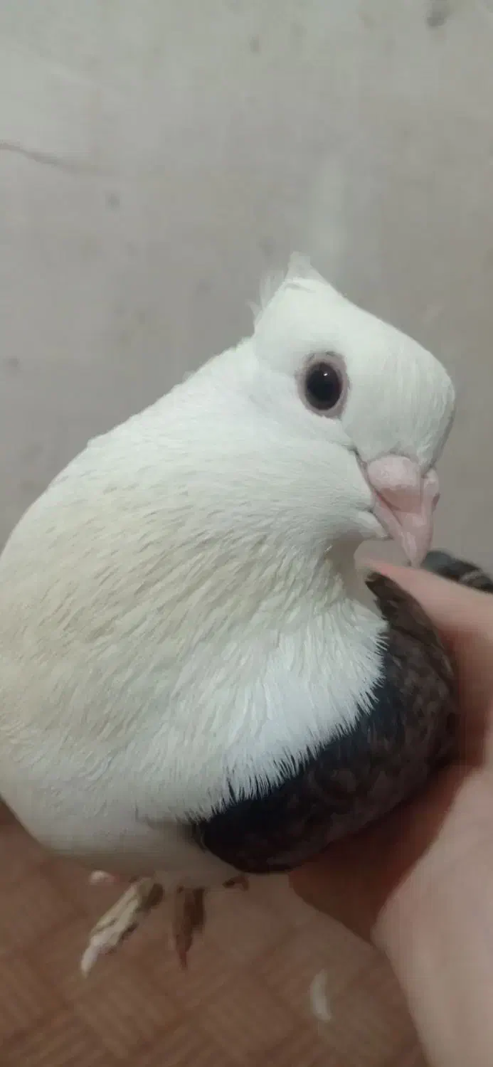 کبوتر|پرنده|خان ببین, |دیوار