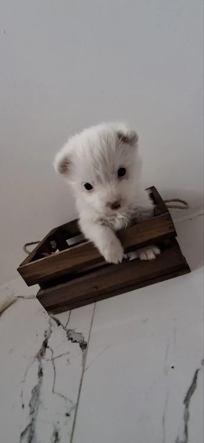 واگذاری سگ جیبی|سگ|اردبیل, |دیوار