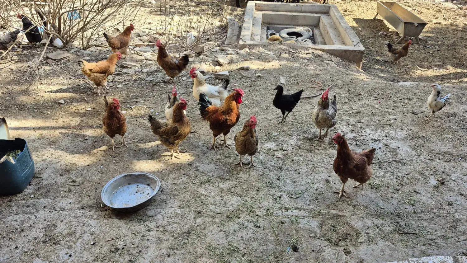 مرغ و خروس محلی|حیوانات مزرعه|مهدی شهر, |دیوار