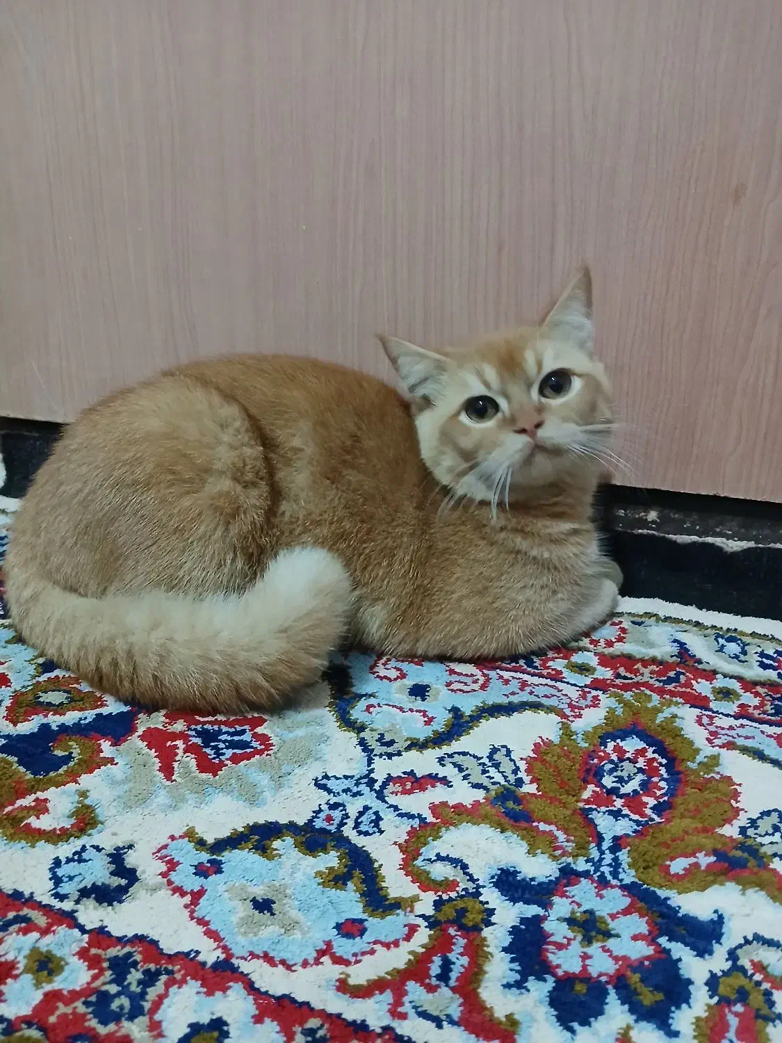 گربه|گربه|گلبهار, نوبهار|دیوار