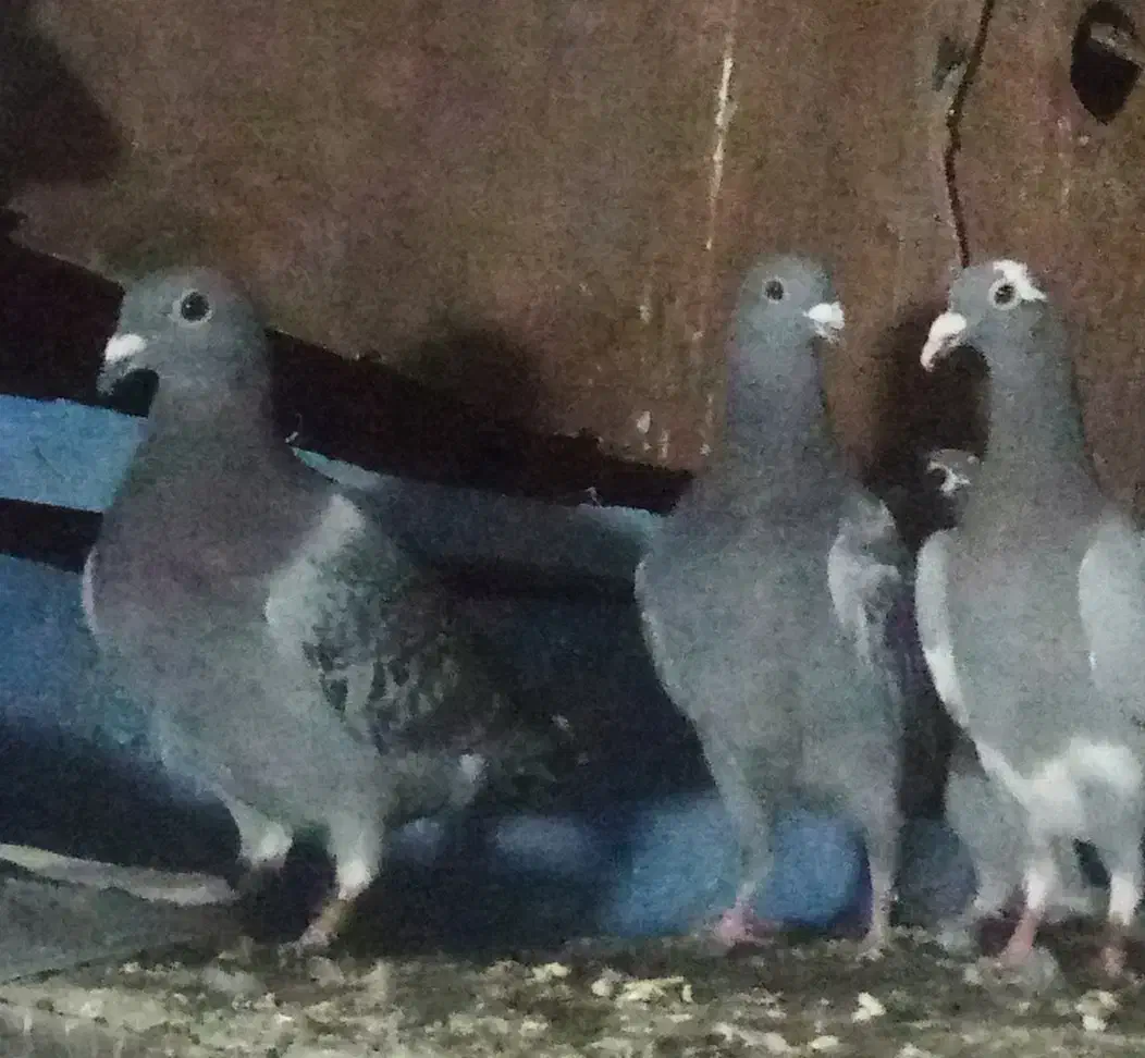 کفتر فروشی|پرنده|جلگه ماژان, |دیوار