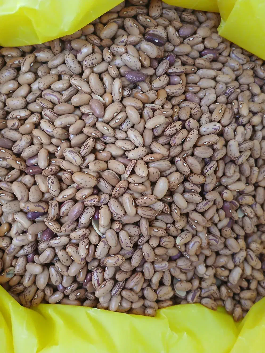 لوبیا درجه یک|خوردنی و آشامیدنی|شیراز, گویم|دیوار