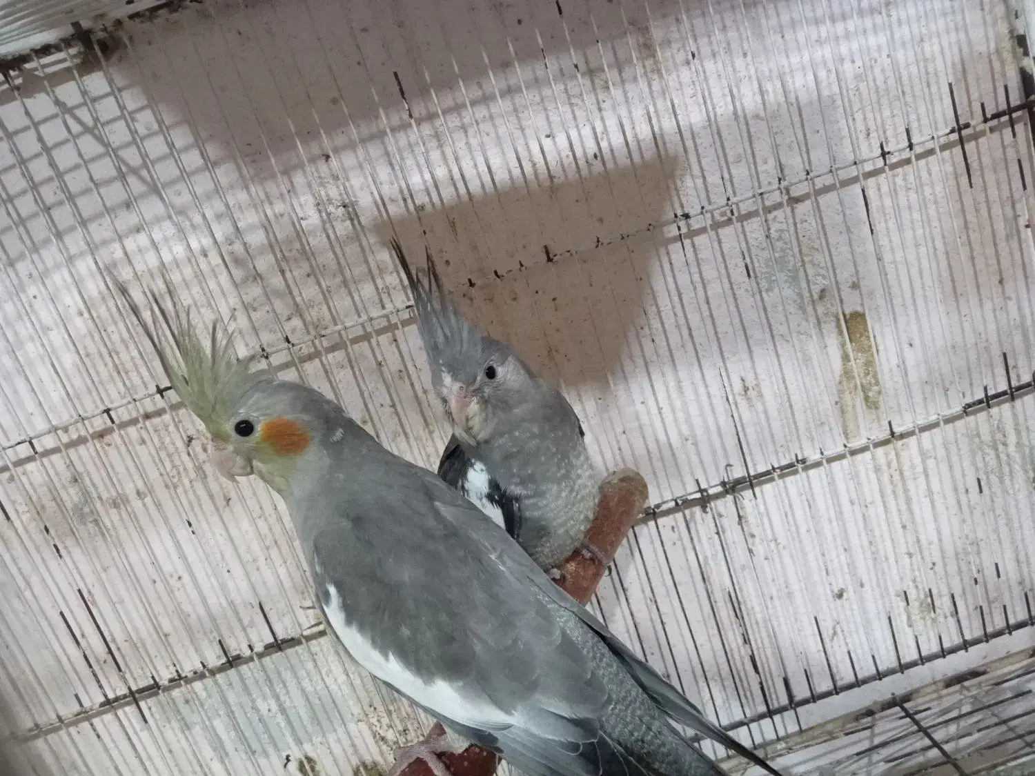 طوطی عروس وایت فیس.سینامون|پرنده|فریدونکنار, |دیوار