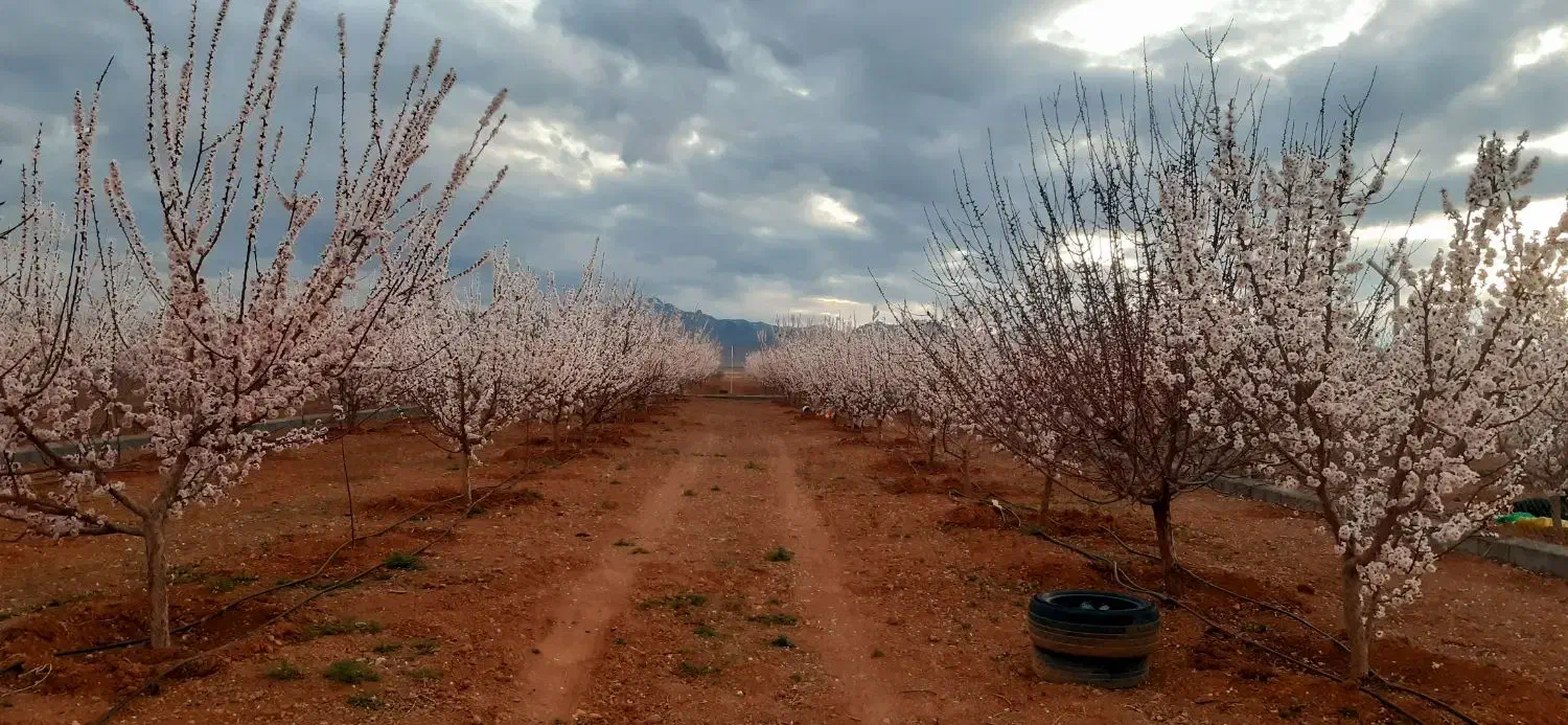 فروش فوری باغ۱۰۰۰ متری زردآلو|فروش دفتر صنعتی، کشاورزی، تجاری|آباده, |دیوار