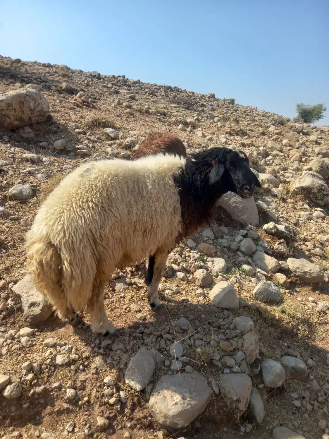 قوچ کله سیاه عالی عالی ۳ساله|حیوانات مزرعه|اندیمشک, |دیوار