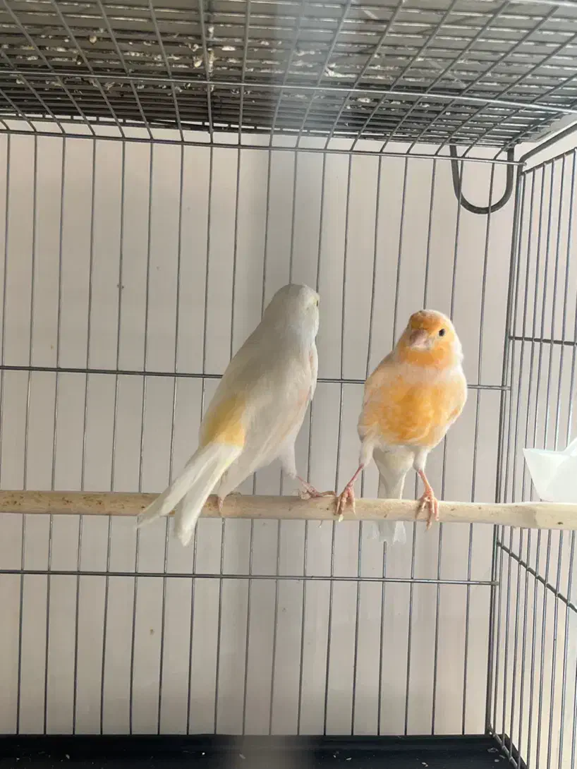 دوجفت قناری مست|پرنده|ملایر, |دیوار