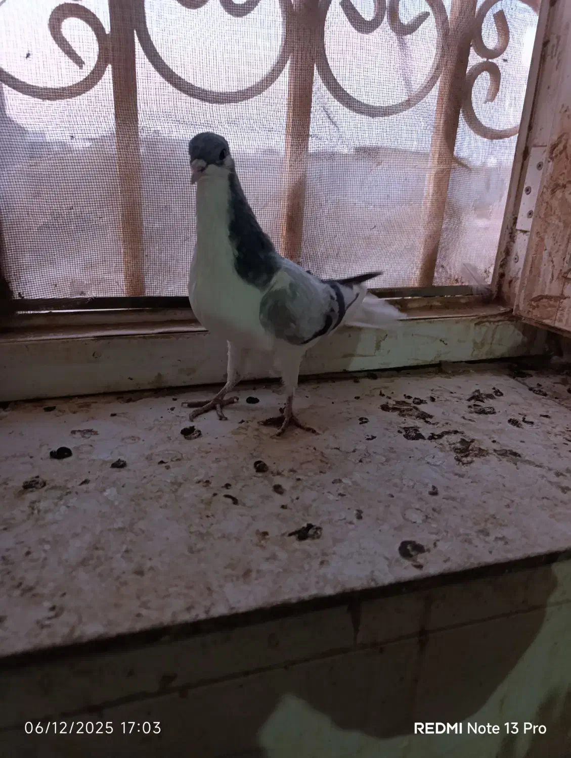 بدرنگ آس|پرنده|بوئین زهرا, |دیوار