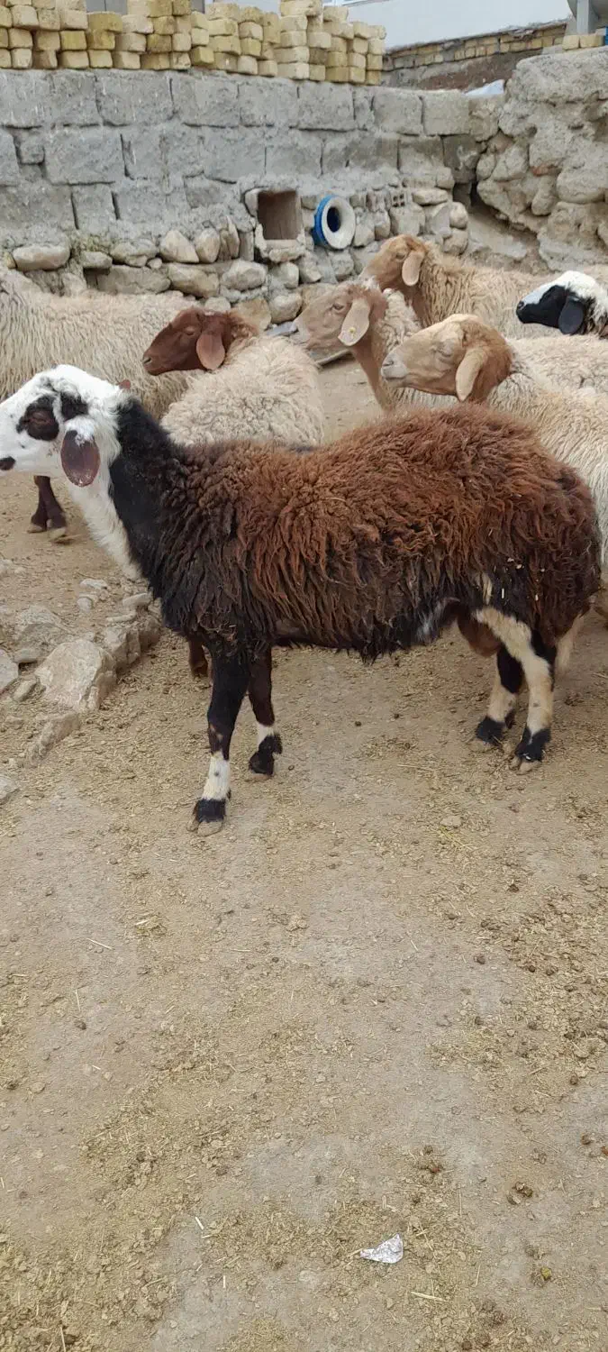 قوچ شیشک|حیوانات مزرعه|شاهیوند, |دیوار