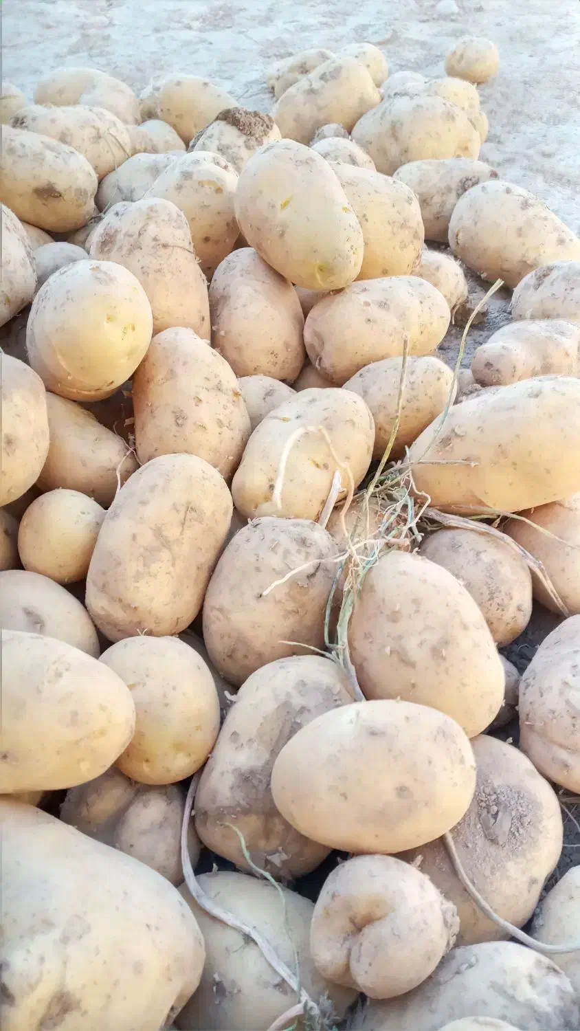 سیب زمینی|عمده‌فروشی|چنارود, |دیوار