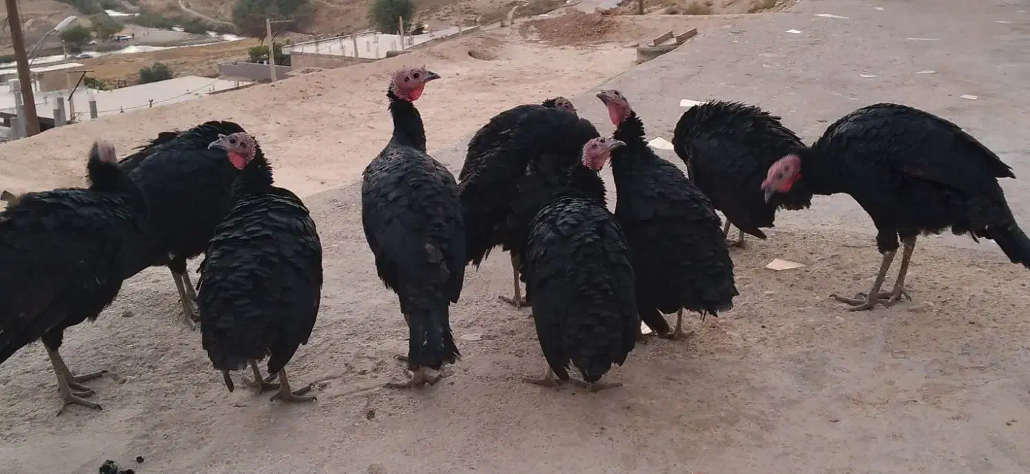 فروش بوقلمون ۶ماهه هم ماده هم نر|حیوانات مزرعه|منج, |دیوار