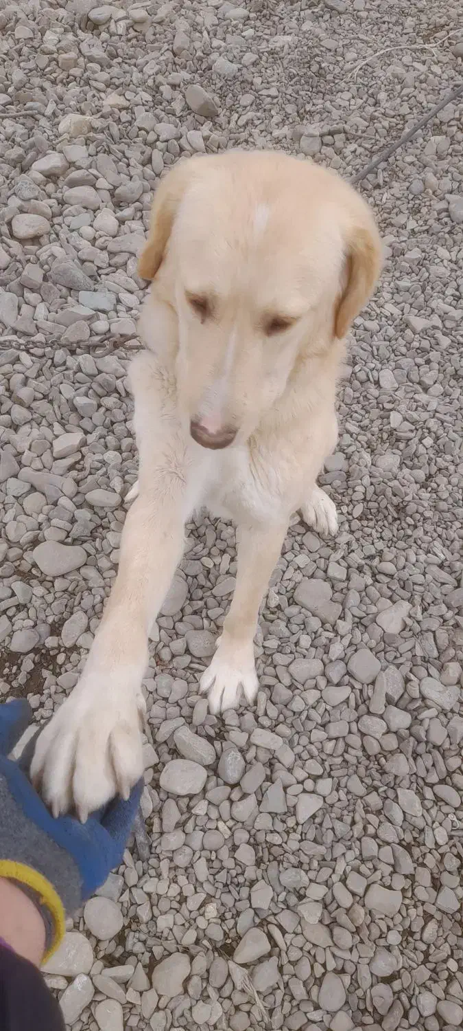 سگ گلدن|سگ|ری, علایین|دیوار