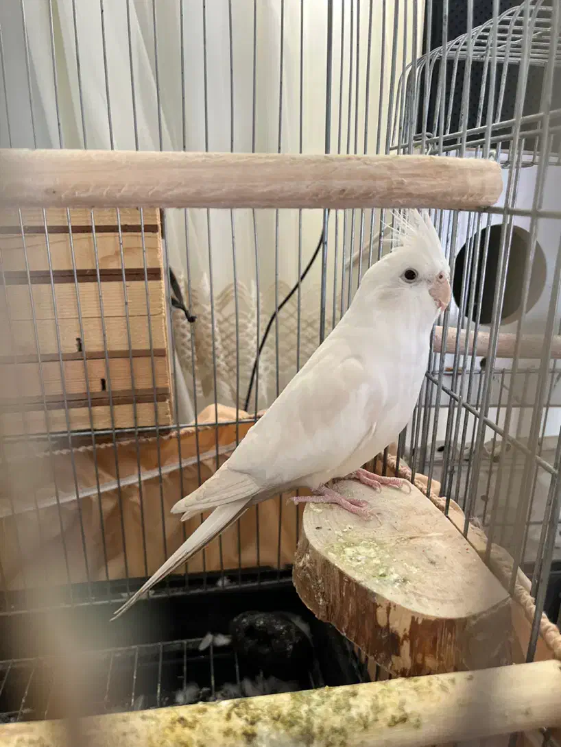 ی جفت عروس البینو ودوکت|پرنده|نسیم‌شهر, |دیوار