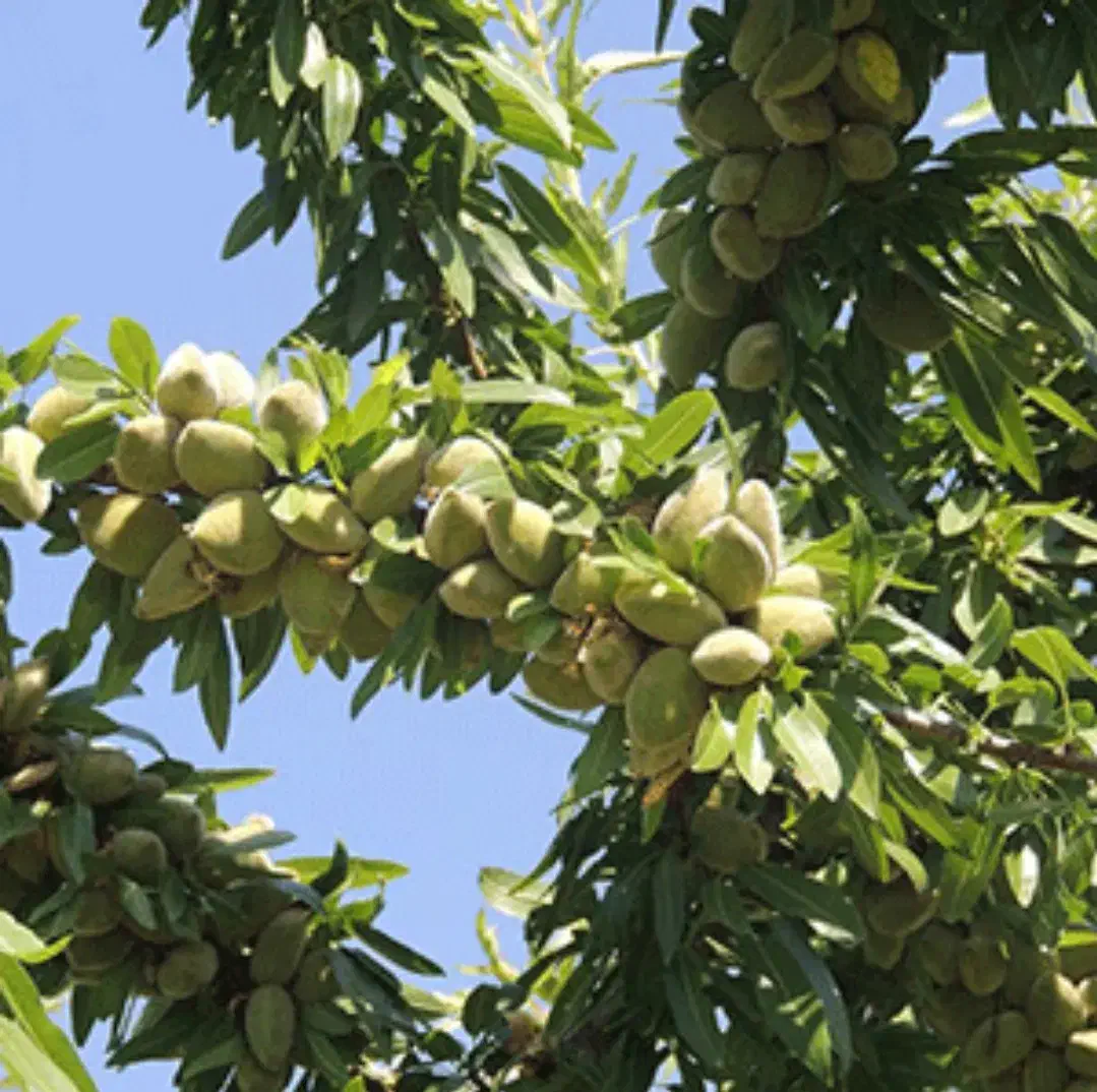 هرس انواع درختان به صورت حرفهای|خدمات باغبانی و درختکاری|سامان, |دیوار