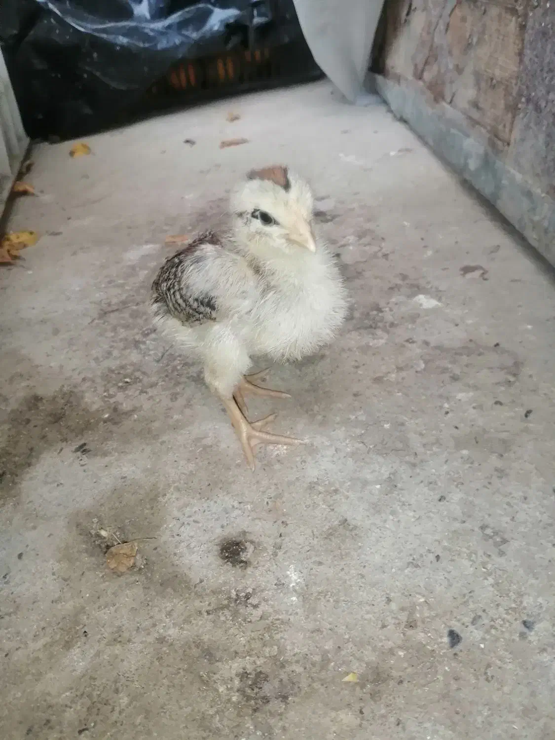 جوجه محلی سالم|حیوانات مزرعه|گتاب, |دیوار