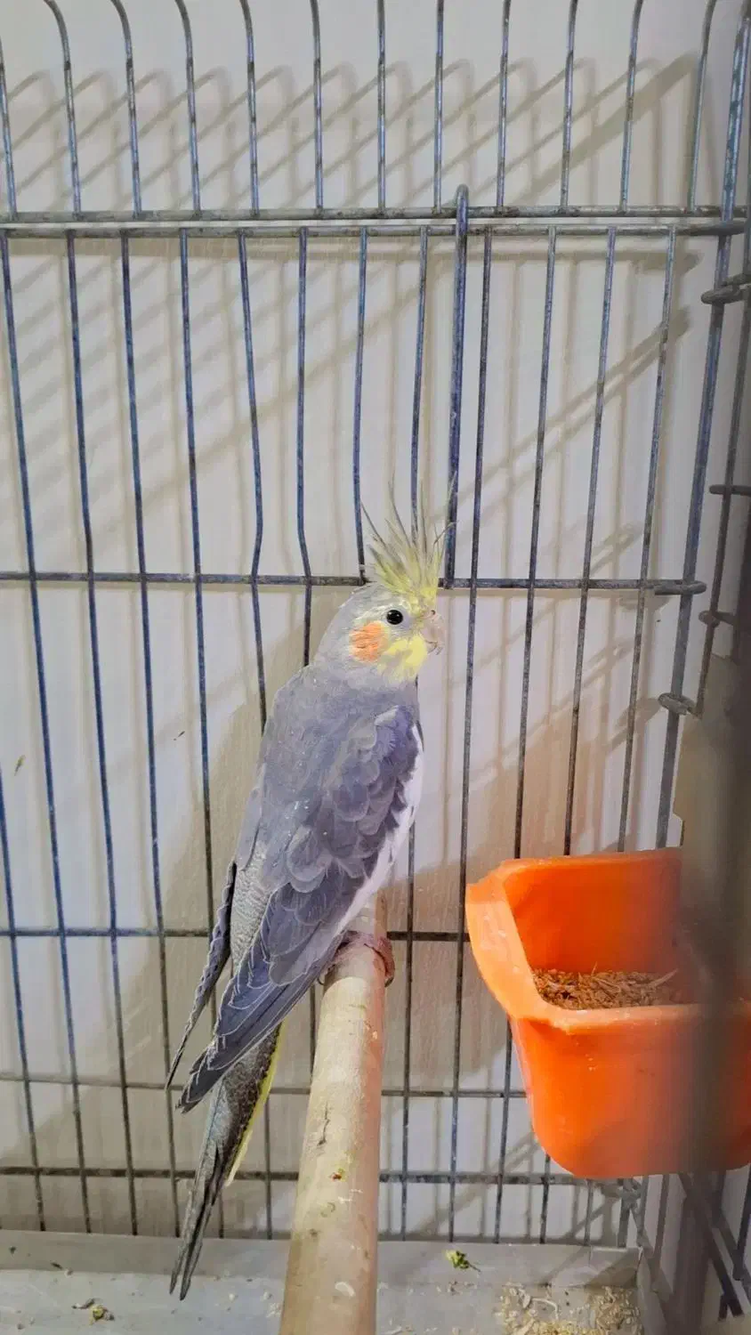 عروس هلندی|پرنده|شیراز, محراب|دیوار