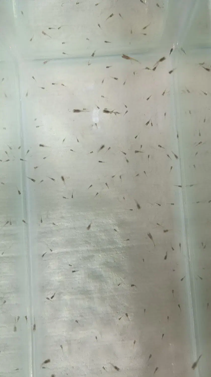 ماهی گوپی . مولد . بچه ماهی|ماهی|تاکستان, |دیوار