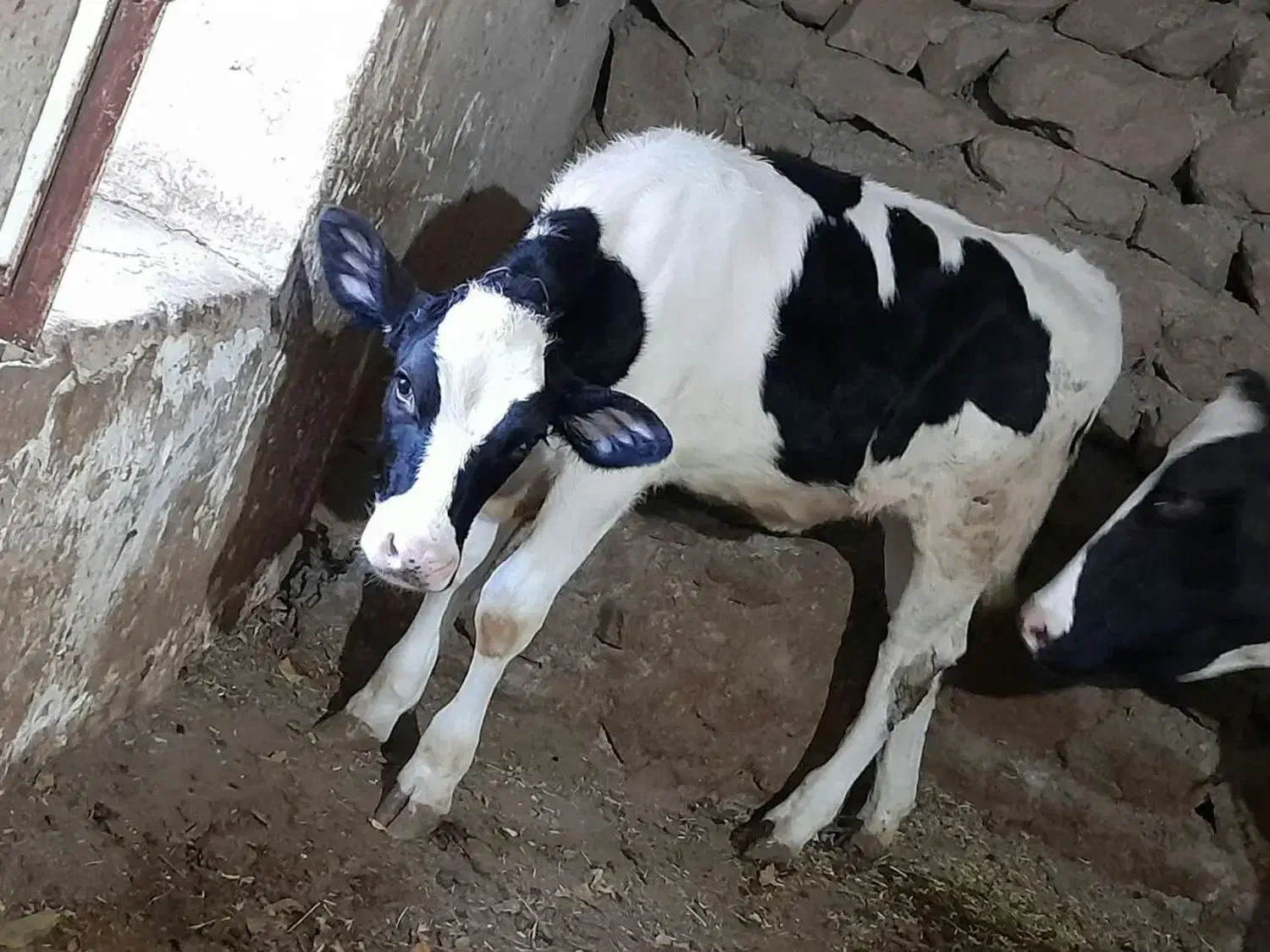 گاو و گوساله|حیوانات مزرعه|قره پشتلو, |دیوار