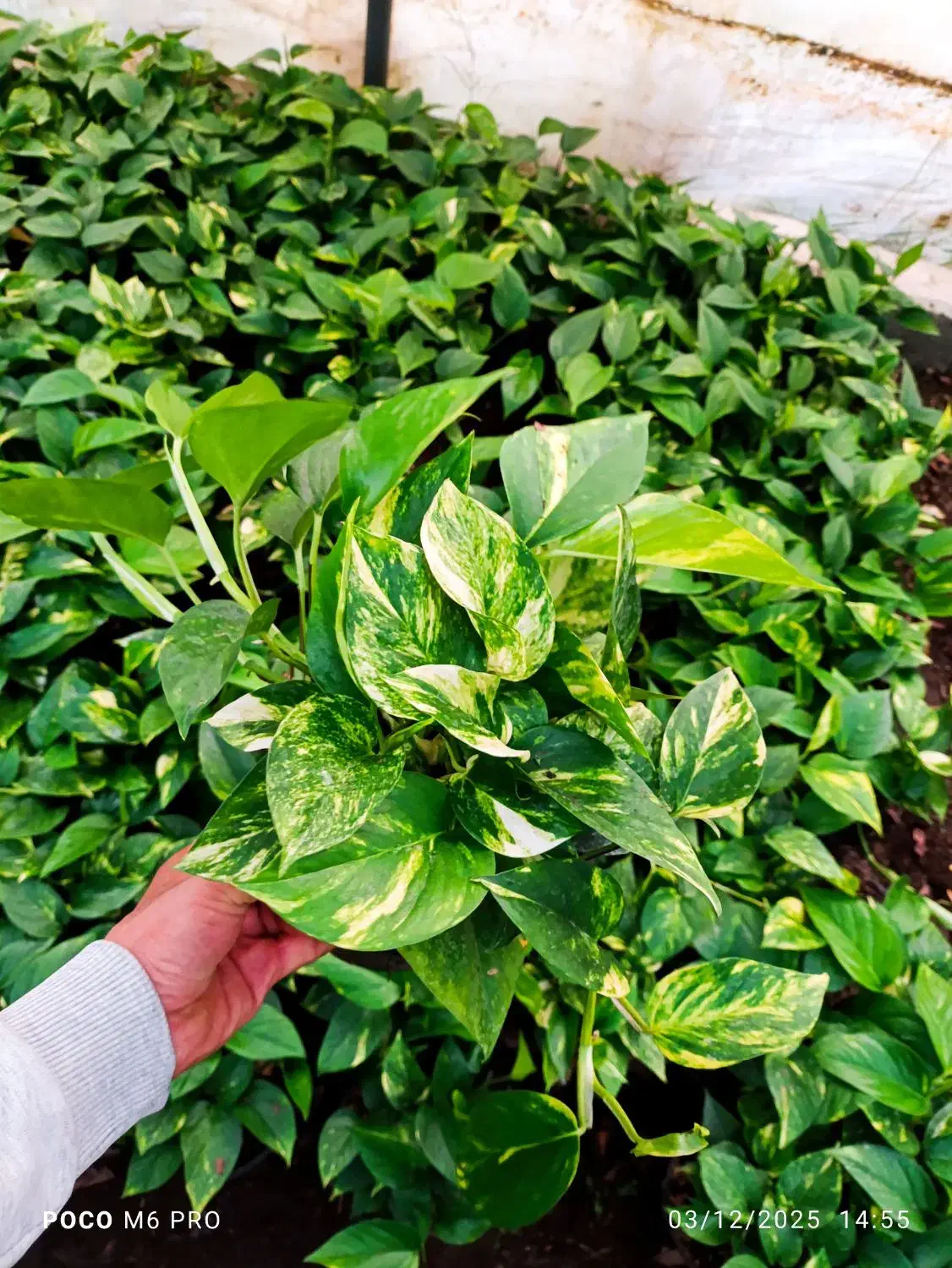 پیتوس ،آکرونما|گل و گیاه طبیعی|شیرود, |دیوار