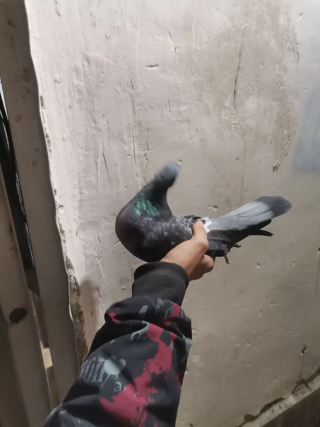 کبوتر پرشی|پرنده|شهرضا, |دیوار
