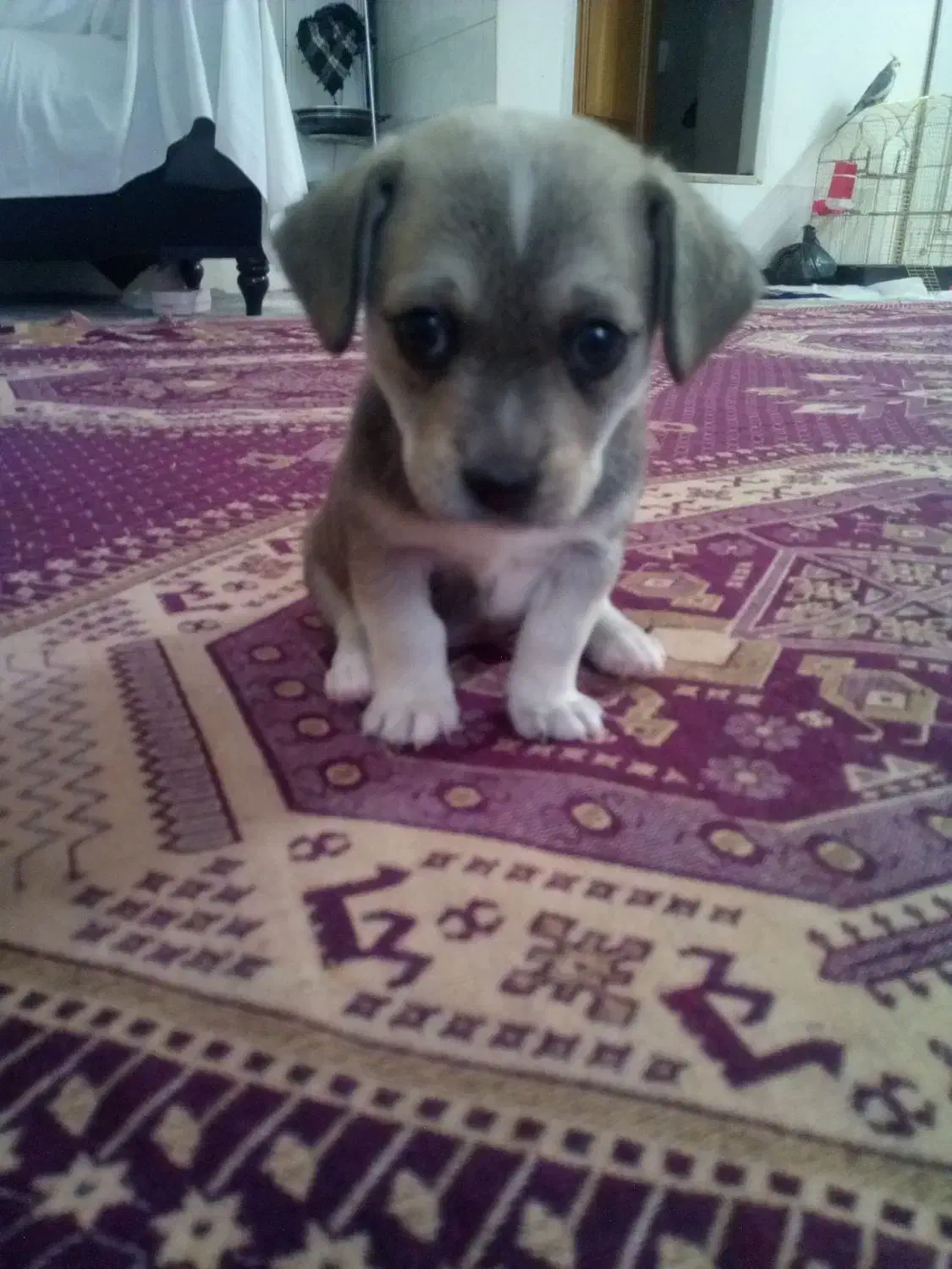 یک عدد سگ پا کوتاه|سگ|مشهد, گلبرگ شمالی|دیوار