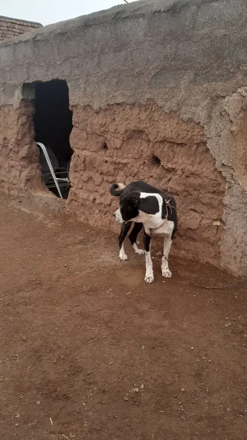 سگ ماده|سگ|میان جلگه, |دیوار