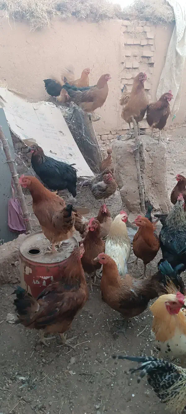 مرغ و خروس فروشی|حیوانات مزرعه|رشتخوار, |دیوار