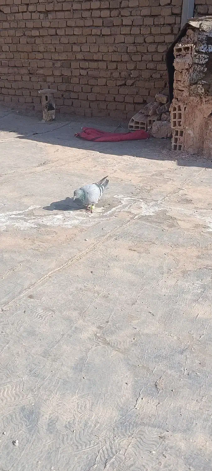 یک جفت کفتر|پرنده|سبزوار, امیر کبیر|دیوار