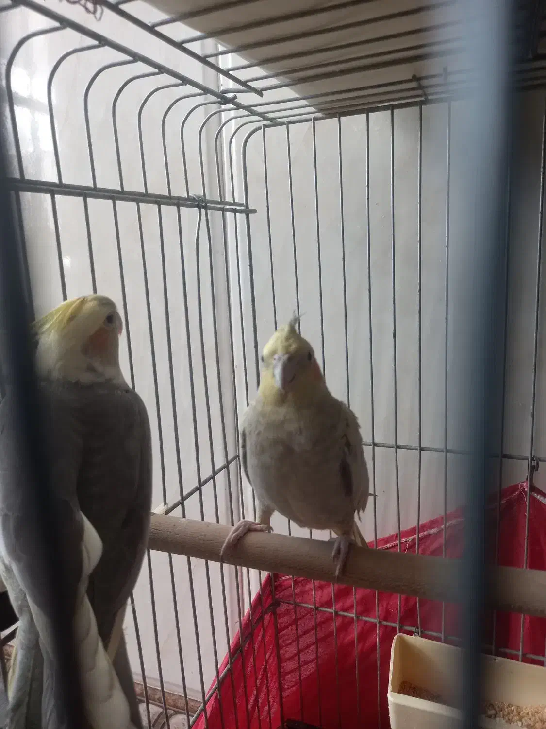 ی جفت عروس هلندی نر و ماده|پرنده|پاکدشت, پاکدشت (مامازند)|دیوار