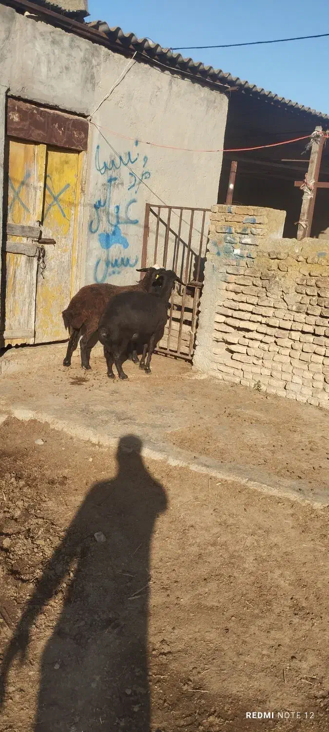 گوسفند|حیوانات مزرعه|سیمین شهر, |دیوار