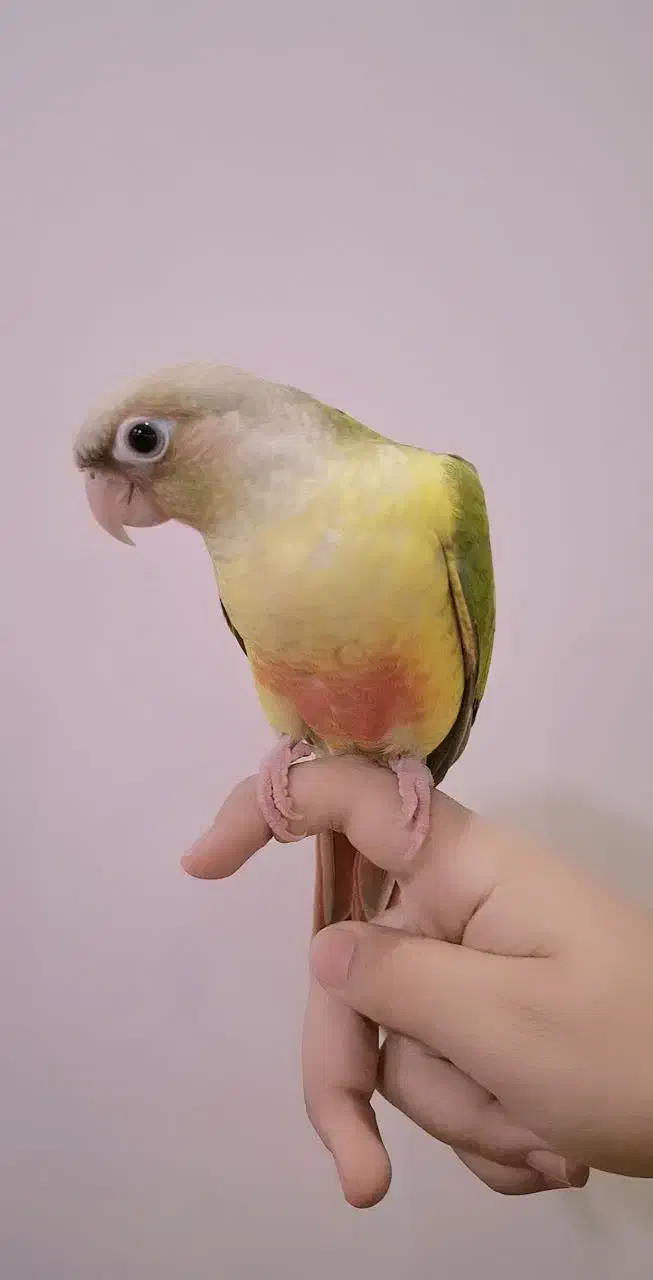 طوطی گرینچیک|پرنده|دزفول, |دیوار