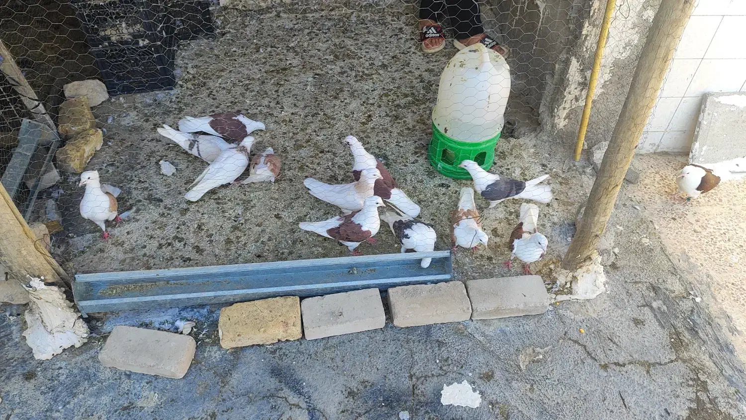 کبوتر|پرنده|دره شهر, |دیوار