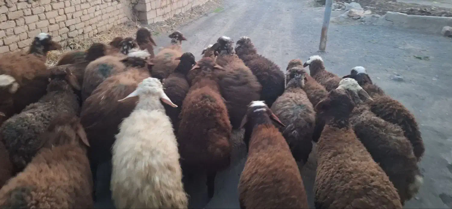 بره|حیوانات مزرعه|مریوان, |دیوار