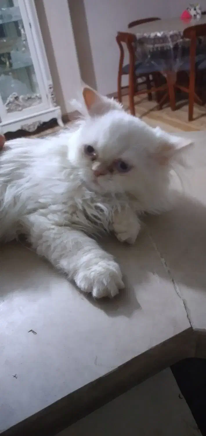 بچه گربه پرشین|گربه|اصفهان, بهارستان|دیوار