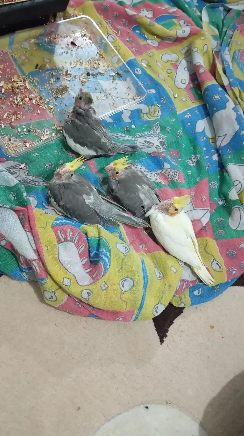 جوجه عروس هلندی ۲ماهه|پرنده|شفت, |دیوار