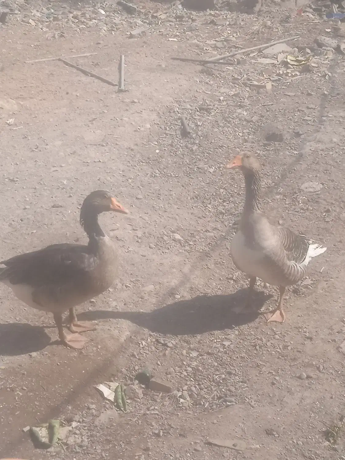 یک جفت غاز نر و ماده به فروش میرسد|حیوانات مزرعه|آبادان, |دیوار