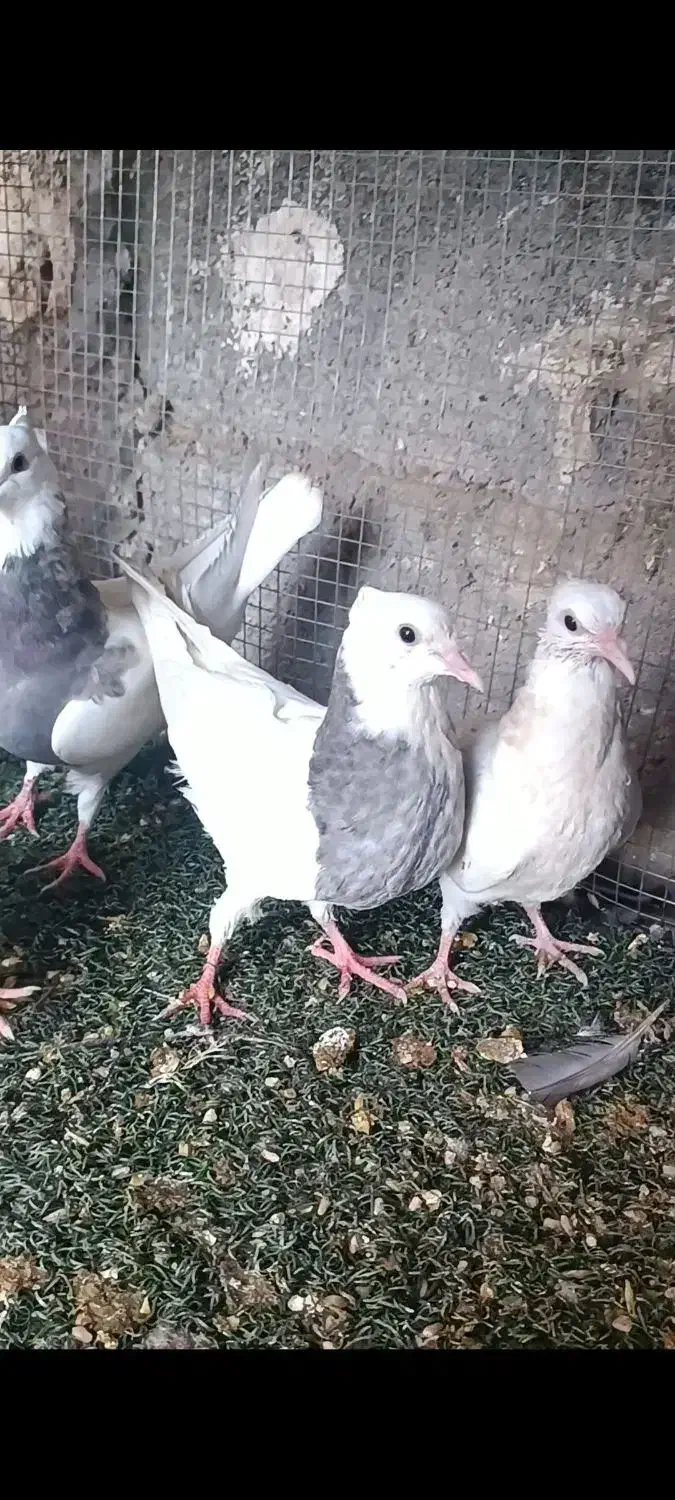 کبوتر .زاغ.طوقی.صرب|پرنده|اسیر, |دیوار