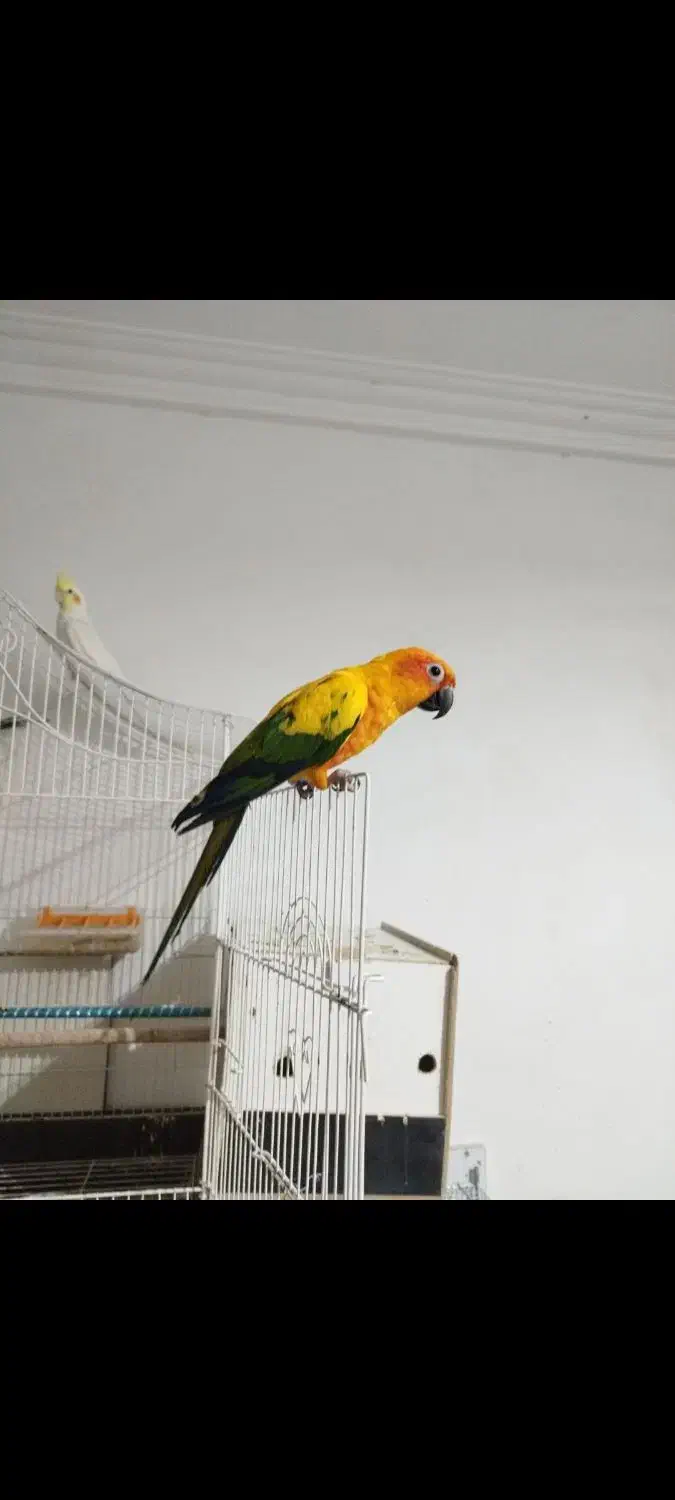 طوطی خورشیدی|پرنده|امیدیه, |دیوار