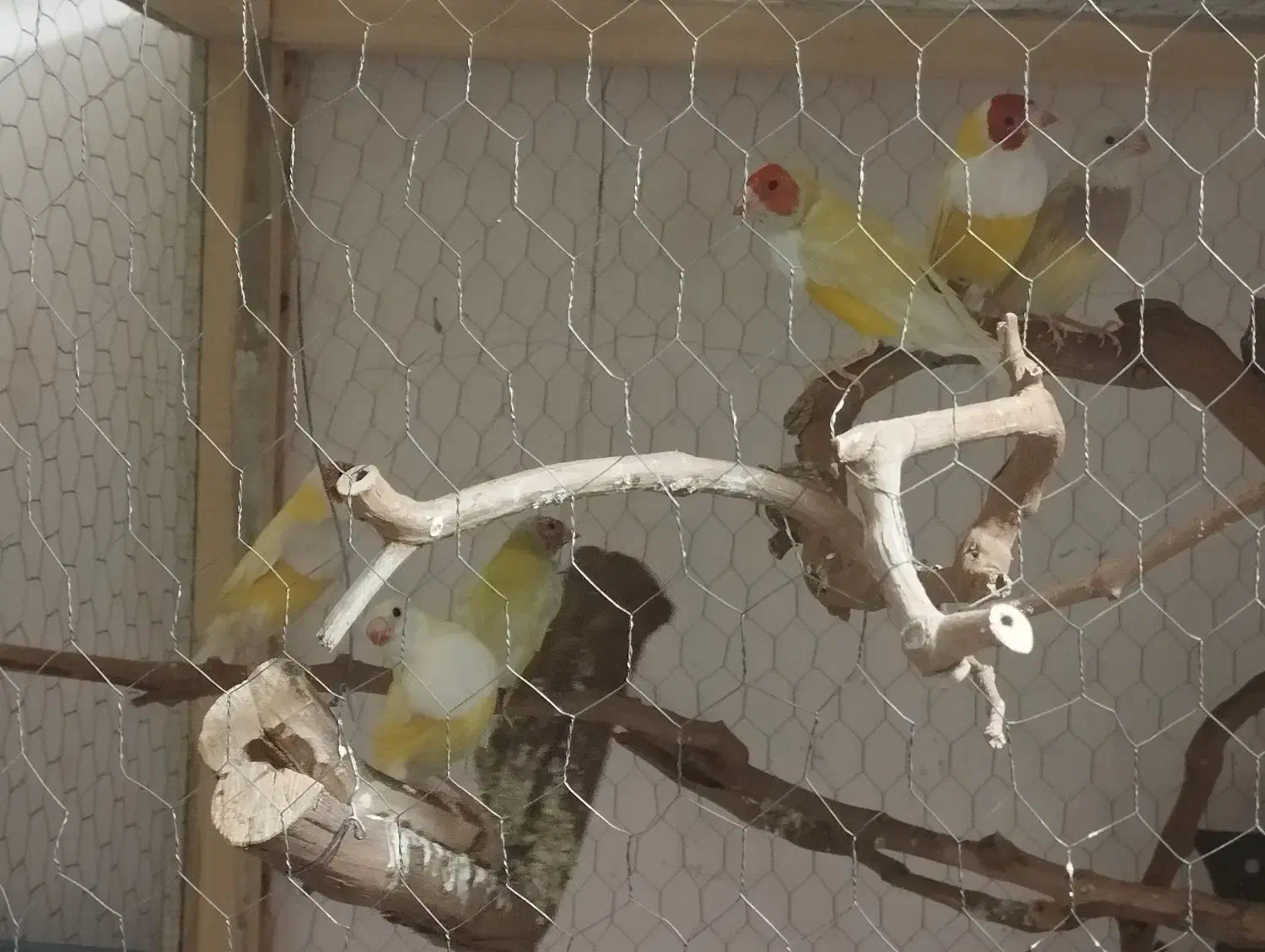 فنچ گلدین|پرنده|ارومیه, |دیوار